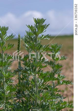 Wormwood Artemisia absinthium showcases aromatic silvery leaves in a sunlit field with a blue sky and soft clouds in the background Wormwood Artemisia absinthium showcases aromatic silvery leaves in a sunlit field with a blue sky and soft clouds in the background 136738162