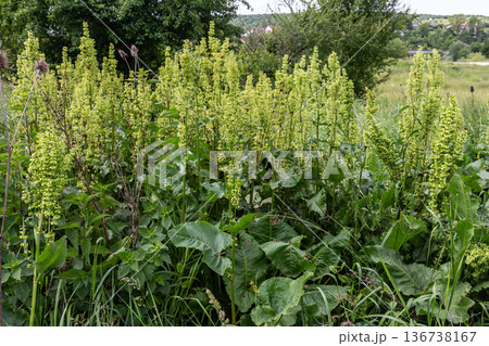 Clustered dock and curly dock plants flourishing in a green field showcasing vibrant foliage and flower spikes under a clear sky 136738167