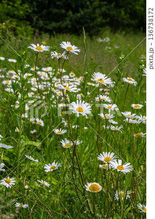 Blooming Oxeye Daisies thrive in a sunlit meadow with lush green grass and wildflowers during the warm spring season 136738172