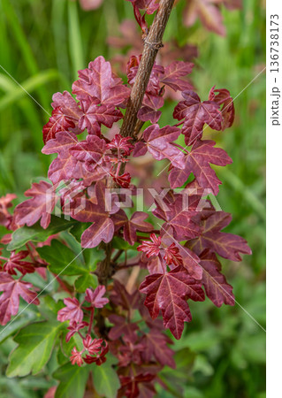 Tatar Maple Acer Tataricum leaves showcasing vibrant reddish hues among green foliage in a natural setting during late spring 136738173