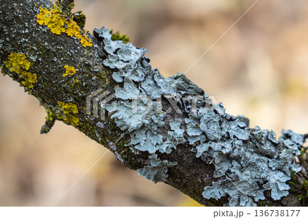 Exploring various lichen species including Parmelia Hypogymnia and Physcia on a tree branch in a forested environment Exploring various lichen species including Parmelia Hypogymnia and Physcia on a tree branch in a forested environment 136738177
