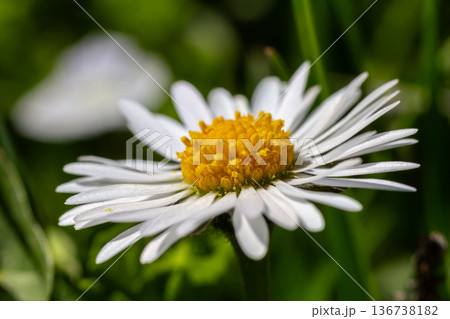 Common Daisy blooms in a lush green lawn on a bright sunny day showcasing vibrant white petals and a striking yellow center 136738182