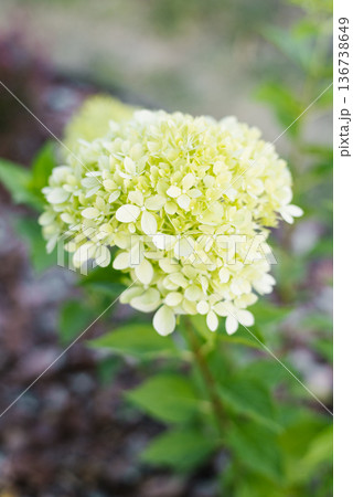 Panicle hydrangea Pixio in early flowering stage Panicle hydrangea Pixio in early flowering stage 136738649