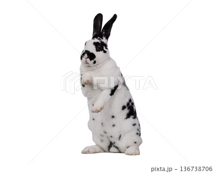 rabbit  white and black  isolated on white background 136738706