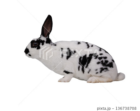 Dalmatian rabbit isolated on a white background Dalmatian rabbit isolated on a white background 136738708