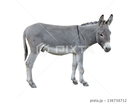 donkey isolated on white background 136738712