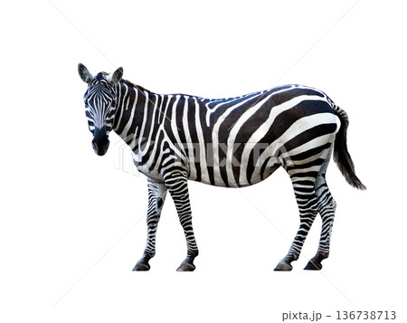 Zebra isolated on white background 136738713