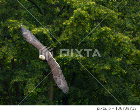 flying american eagle against green forest background during rain flying american eagle against green forest background during rain 136738715