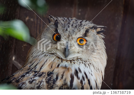 majestic portrait of Siberian owl its natural habitat in daylight. 136738719