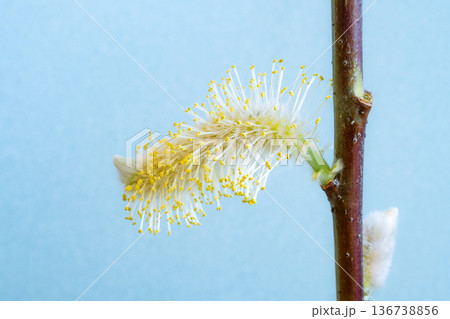 ネコヤナギの花穂のクローズアップ 136738856