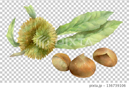 Watercolor illustration of chestnut burrs and chestnuts Watercolor illustration of chestnut burrs and chestnuts 136739106
