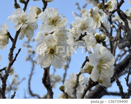 白い梅の花 白い梅の花 136739400