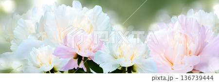 Floral spring background. Peonies flowers and petals flowers. Close-up. Nature. Floral spring background. Peonies flowers and petals flowers. Close-up. Nature. 136739444