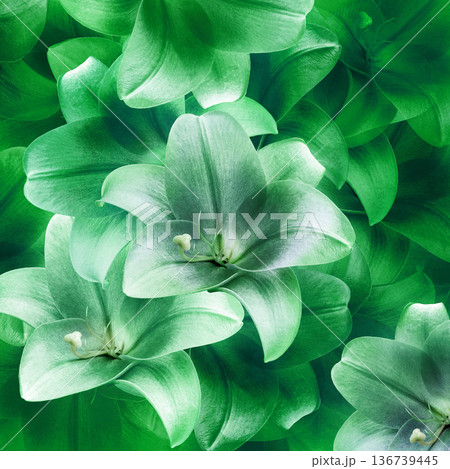 Floral spring background. Lilies bouquet. flower petals. Close-up. Nature. Lilac bunch. Floral spring background. Lilies bouquet. flower petals. Close-up. Nature. Lilac bunch. 136739445