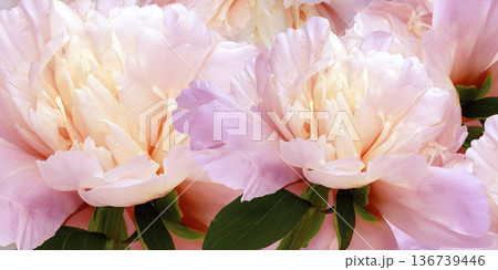 Floral spring background.  Peonies flowers and petals flowers. Close-up.  Greeting card.  Nature. 136739446