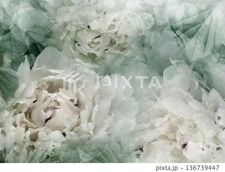 Flowers blue peonies. Floral spring background. Petals peonies. . Close-up. Nature. Flowers blue peonies. Floral spring background. Petals peonies. . Close-up. Nature. 136739447