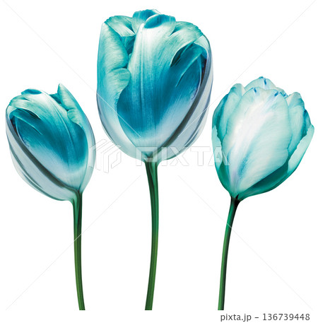 Set tulips flowers on white isolated background with clipping path. Closeup. For design. Studio shot. Nature. Set tulips flowers on white isolated background with clipping path. Closeup. For design. Studio shot. Nature. 136739448