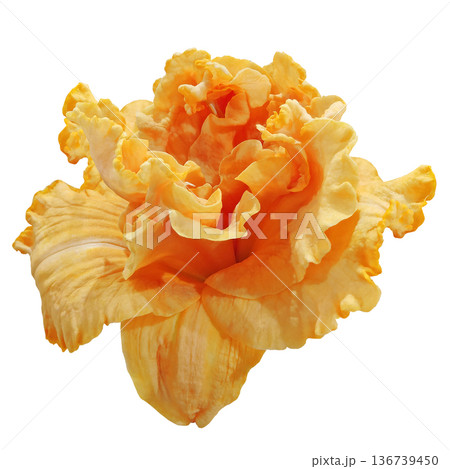 Lily flower on white isolated background with clipping path. Closeup. For design. Nature. Lily flower on white isolated background with clipping path. Closeup. For design. Nature. 136739450