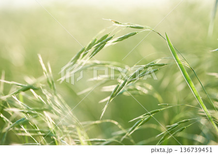 Green grass on a meadow in the summer. Nature background. Green grass on a meadow in the summer. Nature background. 136739451