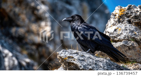 Raven standing on rock in mountain environment with natural light Raven standing on rock in mountain environment with natural light 136739457