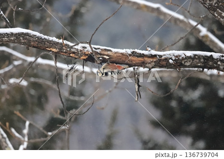 北海道の野鳥　雪の森でエサを探すオオアカゲラ 136739704