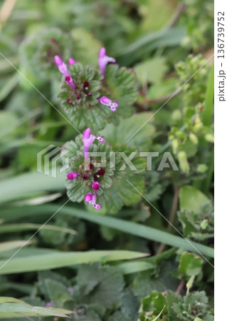 冬の野原に咲くピンク色のホトケノザの花 冬の野原に咲くピンク色のホトケノザの花 136739752