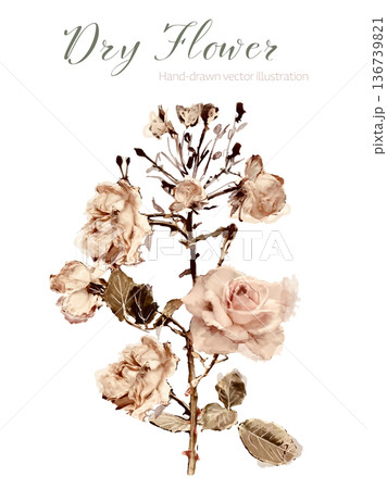 水彩で描いた薔薇(ドライフラワー) 水彩で描いた薔薇(ドライフラワー) 136739821
