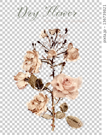 水彩畫玫瑰(乾燥花) 水彩畫玫瑰(乾燥花) 136739821