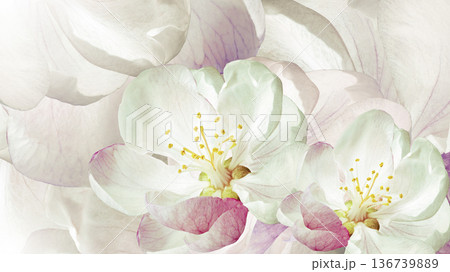 Spring flowers. Floral background. Close-up. Nature. Spring flowers. Floral background. Close-up. Nature. 136739889