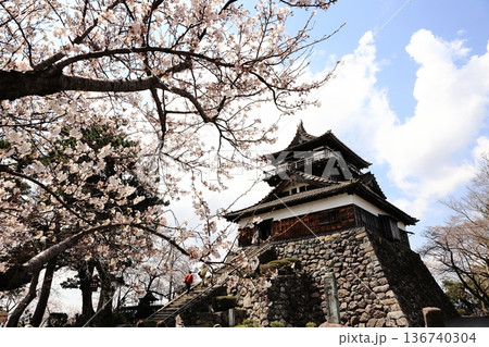 桜と丸岡城 桜と丸岡城 136740304