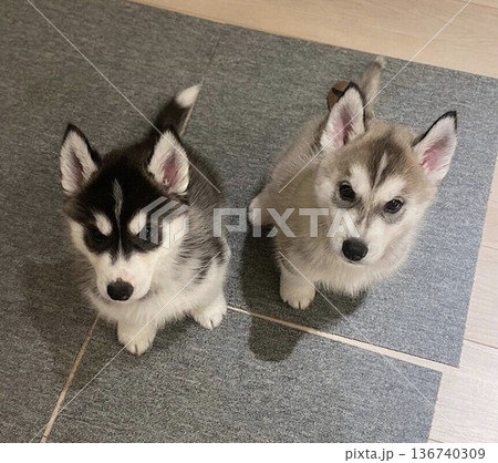 2匹で並んで見上げるカット 2匹で並んで見上げるカット 136740309