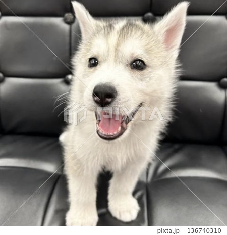 キラキラ笑顔のアップ キラキラ笑顔のアップ 136740310