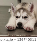 肉球と上目遣いがたまらないカット 136740311