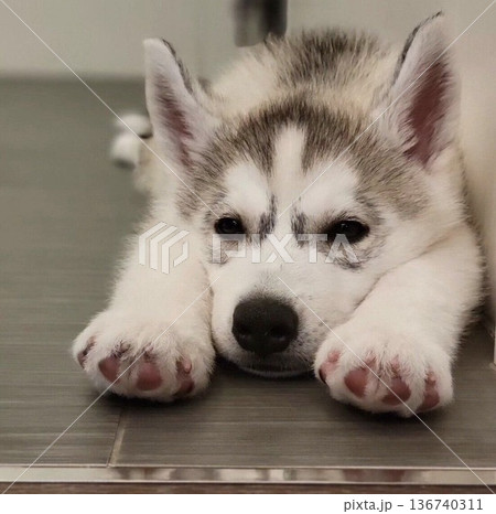 肉球と上目遣いがたまらないカット 136740311