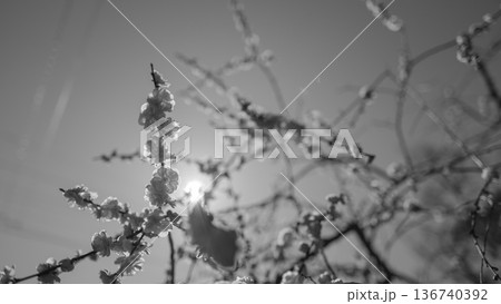 モノクロ、朝日に照らされる梅の花 136740392