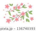 Cherry blossom flowers, sakura with leaves, spring design. Vector illustration in cute style 136740393