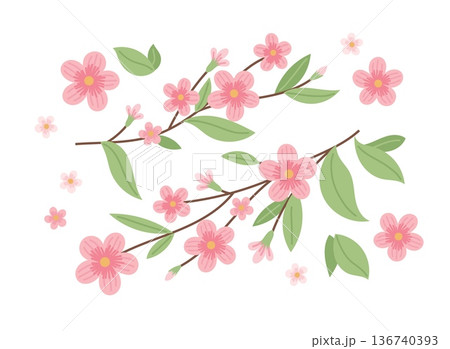 Cherry blossom flowers, sakura with leaves, spring design. Vector illustration in cute style Cherry blossom flowers, sakura with leaves, spring design. Vector illustration in cute style 136740393
