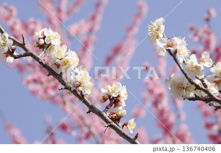 梅の花 136740406