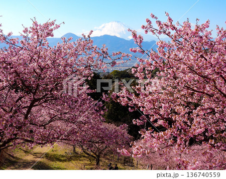 桜満開のおおいゆめの里 136740559