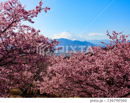 桜満開のおおいゆめの里 136740560