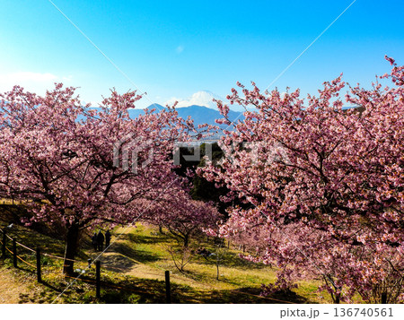 桜満開のおおいゆめの里 136740561