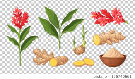 Red ginger flowers, green leaves, and fresh ginger root with powder in bowl isolated on transparent background 136740661