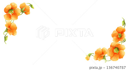 Vector illustration of floral corner frame with orange nasturtium flowers, buds and green leaves on white background. Botanical design for wedding invitations, greeting cards, banners, spring posters 136740787