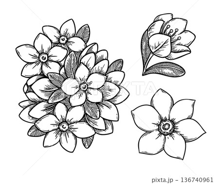 Jasmine flower set in black and white sketch style. Realistic hand drawn vector illustration with outline texture. Perfect for graphic card design. Ideal for festive decor and botanical artwork. 136740961