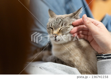 ネコを抱く 136741158