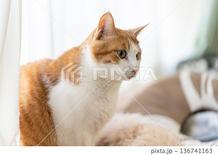 窓辺でくつろぐ猫　茶トラ白 136741163