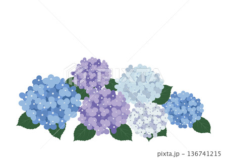 色とりどりの紫陽花 色とりどりの紫陽花 136741215