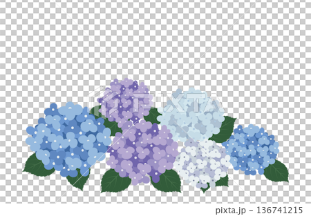 色とりどりの紫陽花 色とりどりの紫陽花 136741215