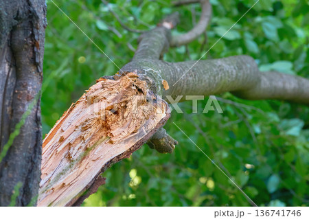 After storm.Fallen broken tree felled by a strong wind 136741746