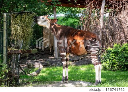 Berlin, germany, august 14, 2023. Okapi (forest giraffe) feeding on hay from a wooden feeder in daylight at a zoo, close-up showing striped hindquarters and head 136741762